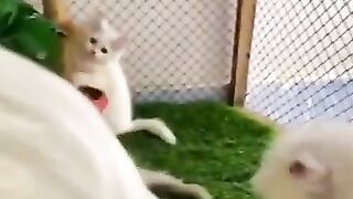 Beautiful cats 6