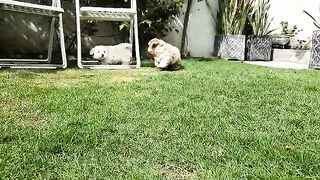 Little puppy playing @pakistanisairsapatee