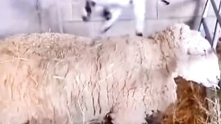 Funny animal videos @Funtime24