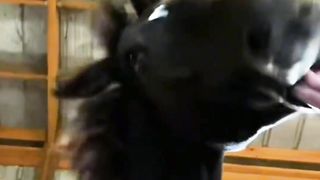 Funny animal videos @Funtime24