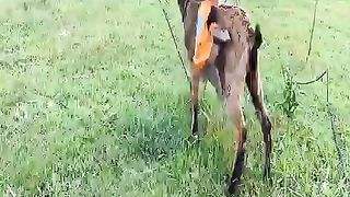 love and carrying between monkey and goat