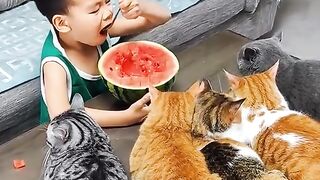КОТКИ 24