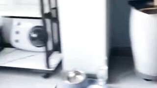 Funny animals 2023???? - Funniest Cats and Dogs Video 2