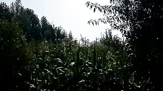 САД
