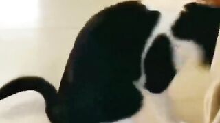 ????Funny & Cute Cats Show???? - Animals LOL Moments