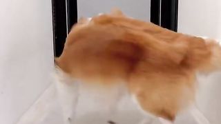 СЕЛФИ