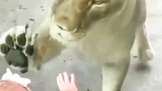 Baby with lion