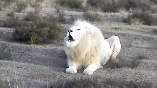 Les 9 Lions les Plus Rares au Monde