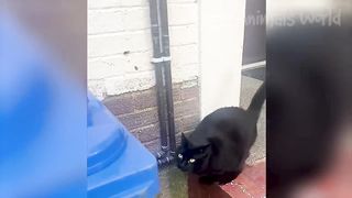 Funny Animal Videos 2023 ???? - Funniest Dogs and Cats Videos ???? 7