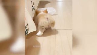 Funny animal-005