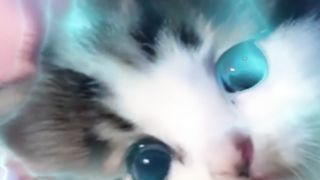 Mpus lucu