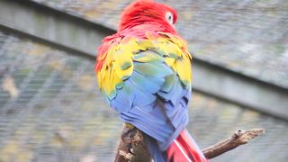 Beautiful Macao Parrot