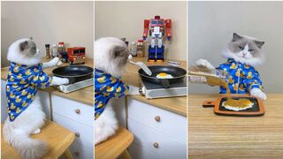 Cats make food 2023 "That Little Puff" Tiktok Compilation #4