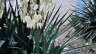 Твърдица