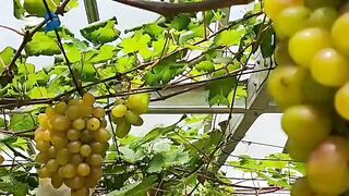 Buah Anggur