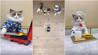 Cats make food 2023 "That Little Puff" Tiktok Compilation #5