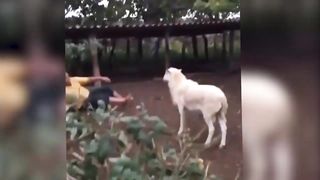 Funny animal videos ???? ???? | animals being animals