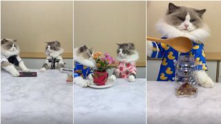 Cats make food 2023 "That Little Puff" Tiktok Compilation #6