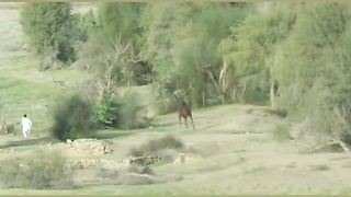باغات بلوچستان