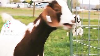 Eid cow rate from market