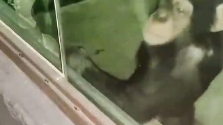 Funny animals 67