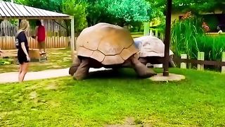 Big animals in the world