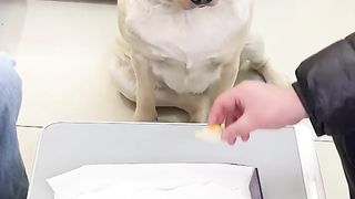 Funny dog eat