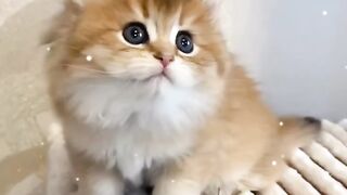 милый котик
