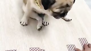 Dog play 3