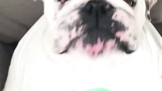 Dog enjoyment