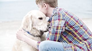 Golden dog