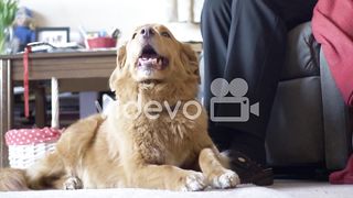 Dog on the floor
