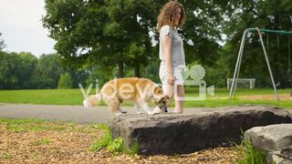 Dog in the park