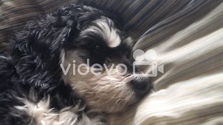 Dog resting 2
