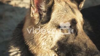 Dog close up