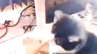 Funny Cats ???? 2 2