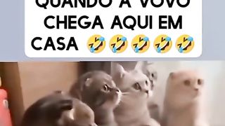 tente não rir 2