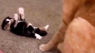 Funny cat's|animal|