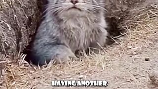 Funny cat's moment