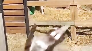 Animal Funny Moment