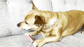 Cute dog 12