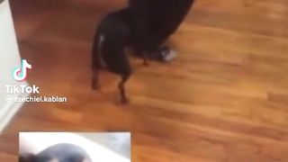 Le chien danseur et son maître