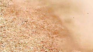 TIGER HOWA NAKIM