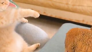 CATE FIGHT WITH HEIN