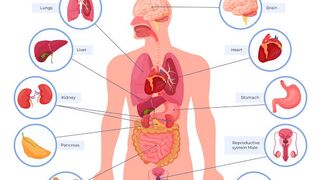Facts about human|brain facts|انسان کے بارے میں حیران کن معلومات