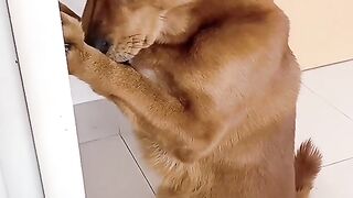 SHARMELA DOG