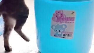 funny tik tok shorts videos | wait for end hhh lol | amazing funny cat video
