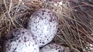 Bulbul Eggs