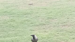 Crow breakfast