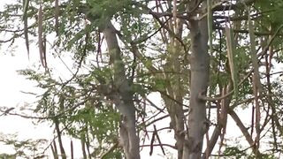 Miraculous Tree